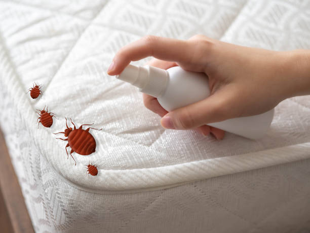 Best Pest Control Treatment  in Williston, SC