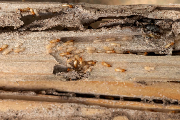 Best Best Pest Control Companies  in Williston, SC